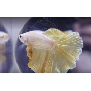 المخلوقات السباحة ™ Betta Live Freshwater Aquarium Fish (ذكر Dumbo Ear White) in Kuwait