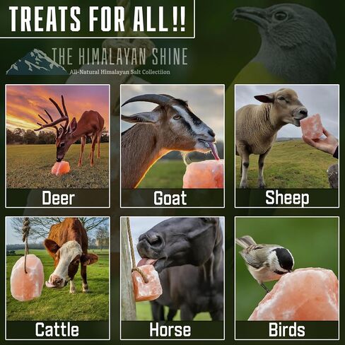 Himalayan Salt Lick Block | Pack of 4 | Salt Chunk Lick Weighs 5.5lbs Each | Lick Salt Block on Rope | Best to use for Horse, Sheep, Deer & Livestock Animals | Deer Attractant for Hunting in Saudi Arabia