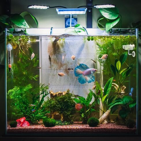 Aquarium Shrimp Feeding Dish, Shrimp/Small Fish Feeders for Aquariums Fish Feeding Dish Clear Fishes Tank Feeder Fishes Food Tray Container with Suction Cup Shrimp Tank Accessories (Sakura Shaped) in Saudi Arabia