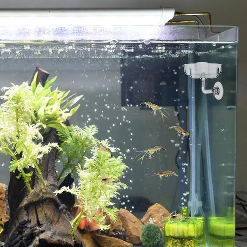 Aquarium Shrimp Feeding Dish, Shrimp/Small Fish Feeders for Aquariums Fish Feeding Dish Clear Fishes Tank Feeder Fishes Food Tray Container with Suction Cup Shrimp Tank Accessories (Sakura Shaped) in Saudi Arabia