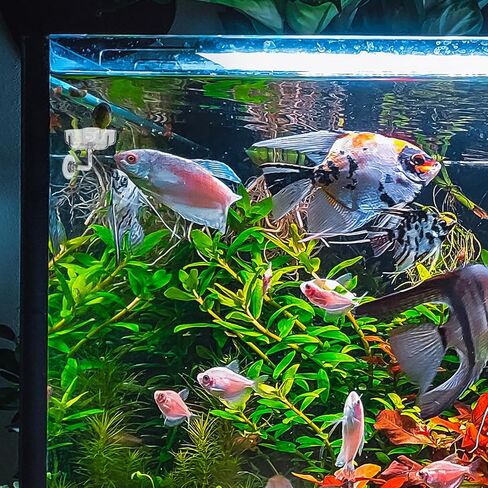 Aquarium Shrimp Feeding Dish, Shrimp/Small Fish Feeders for Aquariums Fish Feeding Dish Clear Fishes Tank Feeder Fishes Food Tray Container with Suction Cup Shrimp Tank Accessories (Sakura Shaped) in Saudi Arabia