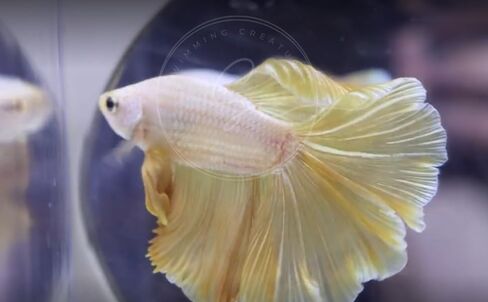 المخلوقات السباحة ™ Betta Live Freshwater Aquarium Fish (ذكر Dumbo Ear White) in Kuwait
