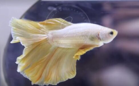 المخلوقات السباحة ™ Betta Live Freshwater Aquarium Fish (ذكر Dumbo Ear White) in Kuwait