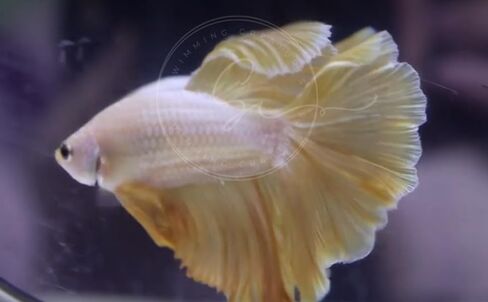المخلوقات السباحة ™ Betta Live Freshwater Aquarium Fish (ذكر Dumbo Ear White) in Kuwait