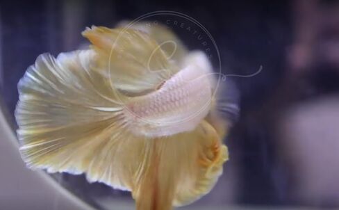 المخلوقات السباحة ™ Betta Live Freshwater Aquarium Fish (ذكر Dumbo Ear White) in Kuwait