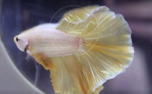 المخلوقات السباحة ™ Betta Live Freshwater Aquarium Fish (ذكر Dumbo Ear White) in Kuwait