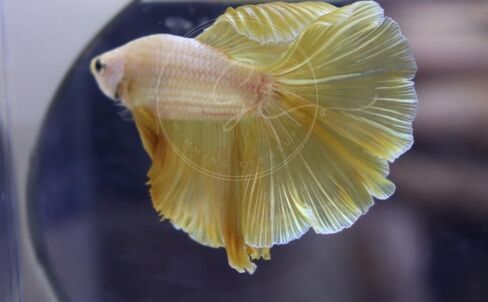 المخلوقات السباحة ™ Betta Live Freshwater Aquarium Fish (ذكر Dumbo Ear White) in Kuwait