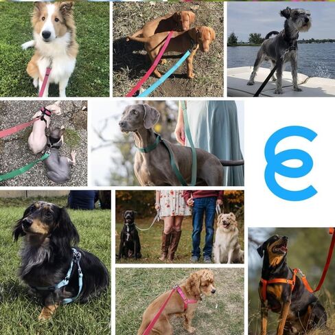 مقود كلب كلاسيكي متين من Blueberry Pet Essentials مكون من 21 لونًا مقاس 5 أقدام × 3/4 بوصة، أحمر داكن، متوسط، مقاود نايلون أساسية للكلاب in Kuwait