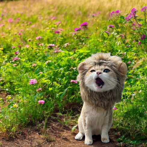 3pcs Hat for Cat Animal Costume Pack, Lion Head for Cats, Cat Panda Costumes, Frog Costume for Cats, Adjustable Washable Soft Small Pet Headwear Accessory, Costumes Pet Clothes (Lion, Panda, Frog) in Kuwait