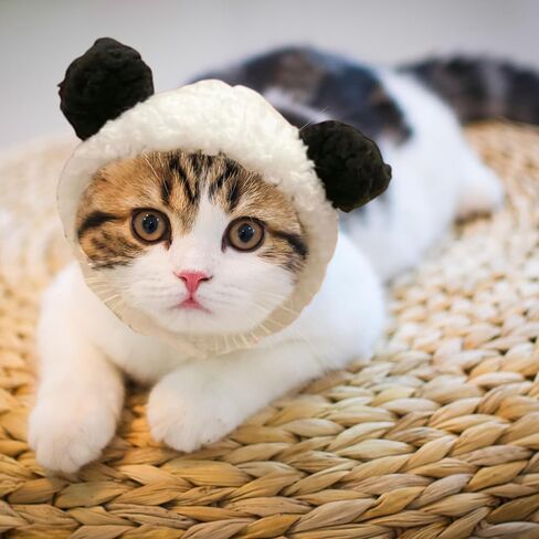 3pcs Hat for Cat Animal Costume Pack, Lion Head for Cats, Cat Panda Costumes, Frog Costume for Cats, Adjustable Washable Soft Small Pet Headwear Accessory, Costumes Pet Clothes (Lion, Panda, Frog) in Kuwait