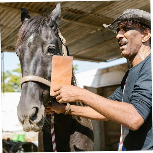 GANAZONO Horse Salt Lick Block Farm Animals Salt Licking for Deer Cattle Nutrition in Saudi Arabia