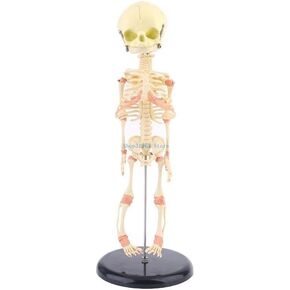 طراز المجموعة المجموعة الطفلية رأس الهيكل العظمي للتشريح العظمي عرض الأبحاث البشرية قطعة واحدة in Kuwait