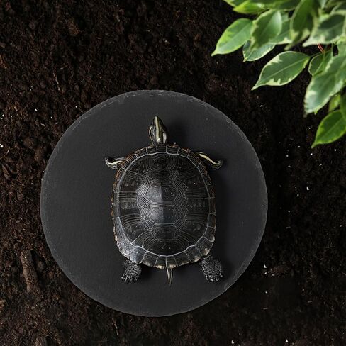 منصة تشمس الزواحف 5.9x5.9 بوصة صخرية طبيعية صخور صخور الطبق سلحفاة الموائل ديكور الموائل للديكور السحلي Crested Gecko Boughed Dragon Turtle Trans Tank in Kuwait