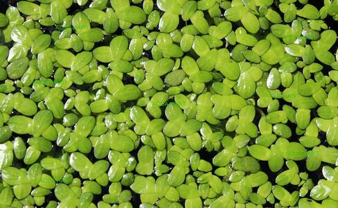 Duckweed (Lemna Minor) - 100/200/500 Live Plants (500) by Aqua Habit in Saudi Arabia