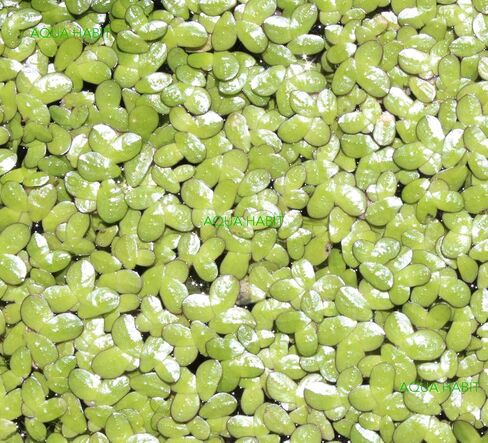 Duckweed (Lemna Minor) - 100/200/500 Live Plants (500) by Aqua Habit in Saudi Arabia