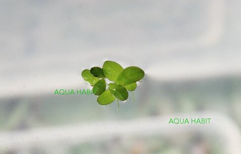 Duckweed (Lemna Minor) - 100/200/500 Live Plants (500) by Aqua Habit in Saudi Arabia