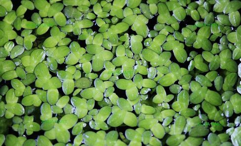 Duckweed (Lemna Minor) - 100/200/500 Live Plants (500) by Aqua Habit in Saudi Arabia