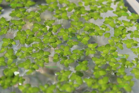 Duckweed (Lemna Minor) - 100/200/500 Live Plants (500) by Aqua Habit in Saudi Arabia