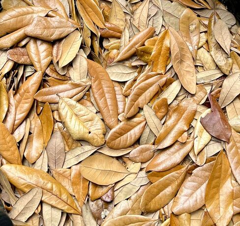 1 Gallon of Live Oak Leaves Organic Dried Leaf Litter All Natural Pet Reptile Frog Snake Isopods Bioactive Vivarium Terrarium Crafts Ships Fast in Saudi Arabia