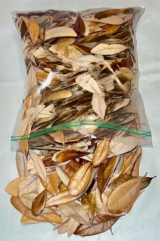 1 Gallon of Live Oak Leaves Organic Dried Leaf Litter All Natural Pet Reptile Frog Snake Isopods Bioactive Vivarium Terrarium Crafts Ships Fast in Saudi Arabia