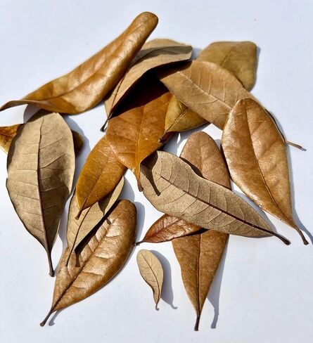 1 Gallon of Live Oak Leaves Organic Dried Leaf Litter All Natural Pet Reptile Frog Snake Isopods Bioactive Vivarium Terrarium Crafts Ships Fast in Saudi Arabia