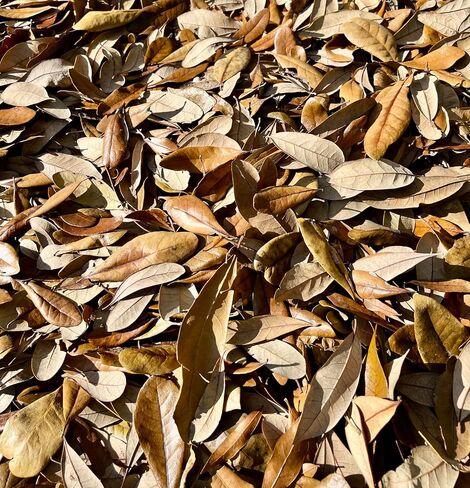 1 Gallon of Live Oak Leaves Organic Dried Leaf Litter All Natural Pet Reptile Frog Snake Isopods Bioactive Vivarium Terrarium Crafts Ships Fast in Saudi Arabia