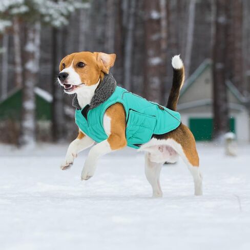 EMUST Winter Dog Coats, Fleece Dog Apparel for Cold Weather, British Style Windproof Warm Pet Jacket for for Winter, Turquoise, XS in Kuwait