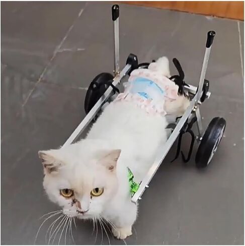Dog Wheelchair Disabled/paralyzed Cat Wheelchair for Elderly, XXS/Xs/S Kittens Arthritis Mobility Aids Support, Weak Leg Brace Walk Car, Dog Assist Vehicle Device in Saudi Arabia