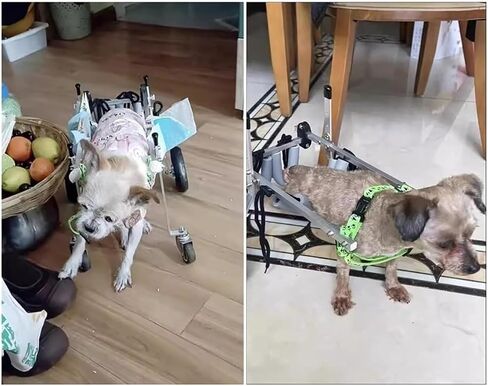 Dog Wheelchair Disabled/paralyzed Cat Wheelchair for Elderly, XXS/Xs/S Kittens Arthritis Mobility Aids Support, Weak Leg Brace Walk Car, Dog Assist Vehicle Device in Saudi Arabia