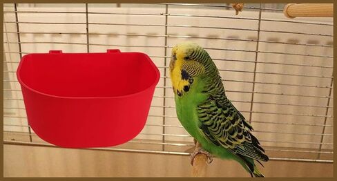 5 Pack Cage Cups Chicken Birds Feeder Water Bowl 25 OZ Rabbit Feeding Watering Dish for Travel Carrier Cat Puppy Food Dispenser Hanging Wire Cages Treats Box Seed Drinking Coop Cup Birdbath in Saudi Arabia