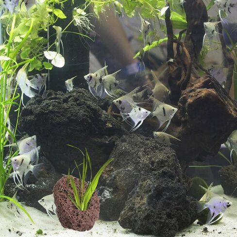 Housoutil Lava Rock Aquarium ، 6pcs Aquarium Stone Plant Plant Rixer الحلي ، زخرفة صخور الأسماك ذات الفتحة المزدوجة للهوكابينج ، خزان الأسماك ، Terrarium وتصميم المناظر الطبيعية in Kuwait