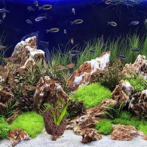 Housoutil Lava Rock Aquarium ، 6pcs Aquarium Stone Plant Plant Rixer الحلي ، زخرفة صخور الأسماك ذات الفتحة المزدوجة للهوكابينج ، خزان الأسماك ، Terrarium وتصميم المناظر الطبيعية in Kuwait