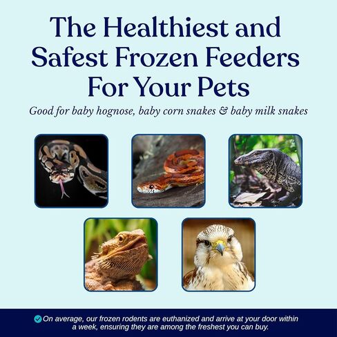 Micedirect Frozen Mice Small Pinkie Feeders Snake Food for Cork Snakes Ball Ball Pythons (.5-1 Inch) (200 Count) in Kuwait