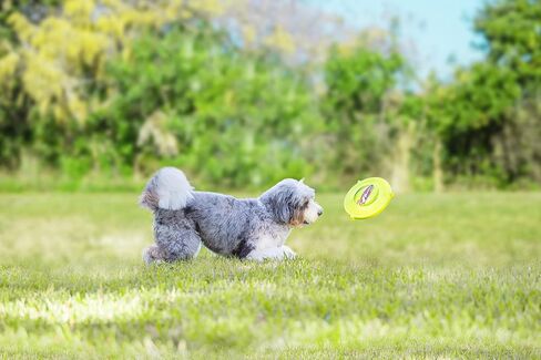 Wham -O Pet jazwares frisbee gripsbee - The Petch Fetch Flyer - Jumbo Frisbee - لعبة كلب قابلة للطفرة. in Saudi Arabia