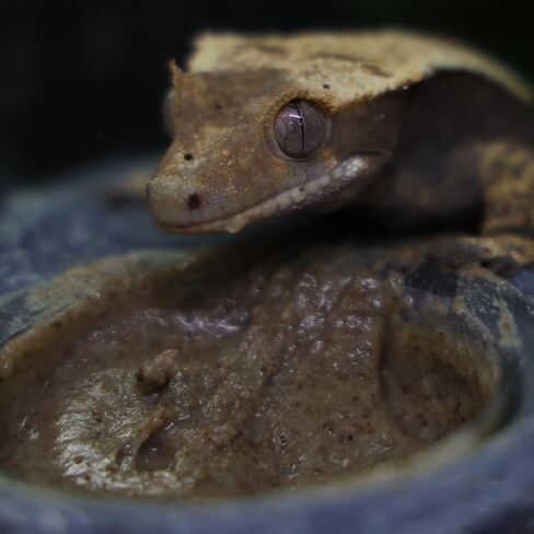 Crested Gecko Diet | Fruit & Bug | All Natural Low Fat Complete Gecko Food | 2.1oz in Saudi Arabia