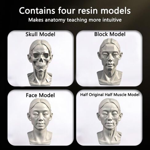 4Pack Female Standard Planar Head ، نموذج للفنانين يتعلمون طائرات الوجه ، رأس Manikin البشري للرسوم الطبية والفنية رسم رسم ، أنثى في منتصف العمر (ب) in Kuwait