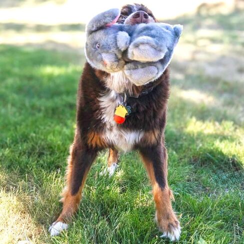 لعبة Kong Toughz DANENT PLUSH DOG - لعبة مضغ ناعمة طويلة الأمد للمضغات العدوانية ، آمنة وتفاعلية للكلاب (لاما) in Kuwait