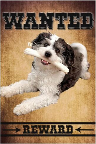 Cowdog Chews Beefhide Roll (7-8 inch) Long Lasting Dog Treat Bone, Great for Dental Health and Aggressive Chewers (20 Count) in Saudi Arabia