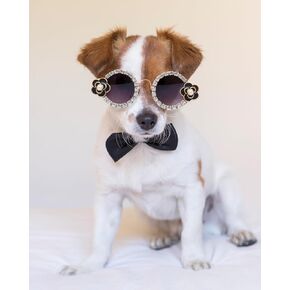 Hosiwei Camellia Diamonds Pet Sunglasses للكلاب/القطط الصغيرة والمتوسطة - نظارات أزياء لطيفة للحفلات ، عيد الهالوين ، عيد الميلاد - ملحق مضحك للملحقات للتقاط الصور (أسود ، صغير) in Kuwait