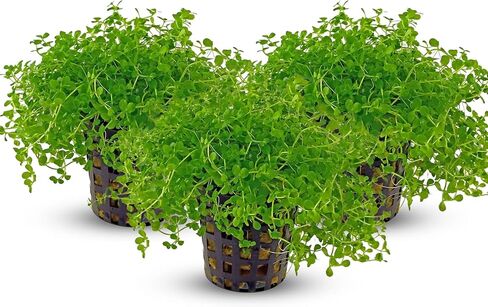 | 3x Monte Carlo Micranthemum Pots | النباتات المائية للمياه العذبة لديكور الحوض | 3 أواني in Kuwait