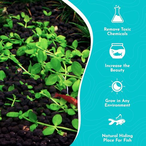| 3x Monte Carlo Micranthemum Pots | النباتات المائية للمياه العذبة لديكور الحوض | 3 أواني in Kuwait