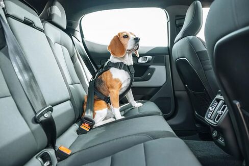 Thule Cappy Dog Harness L - Crash-Tested for Safety - Seatbelt passthrough - Adjustable & Easy to Clean - Padded Breathable mesh Panels - Leash Loop - Step-in Design in Saudi Arabia