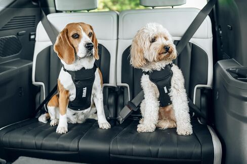 Thule Cappy Dog Harness L - Crash-Tested for Safety - Seatbelt passthrough - Adjustable & Easy to Clean - Padded Breathable mesh Panels - Leash Loop - Step-in Design in Saudi Arabia