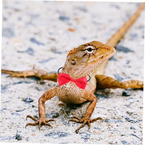 VICASKY Adjustable Lizard Harness Leash with Bearded Dragon Bow Tie and Top Hat Reptile Outdoor Leash Kit for Pets Cloth Material for Halloween Parties and Travel in Saudi Arabia