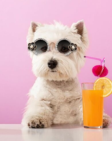 Hosiwei Camellia Diamonds Pet Sunglasses للكلاب/القطط الصغيرة والمتوسطة - نظارات أزياء لطيفة للحفلات ، عيد الهالوين ، عيد الميلاد - ملحق مضحك للملحقات للتقاط الصور (أسود ، صغير) in Kuwait