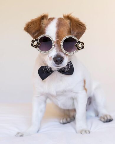 Hosiwei Camellia Diamonds Pet Sunglasses للكلاب/القطط الصغيرة والمتوسطة - نظارات أزياء لطيفة للحفلات ، عيد الهالوين ، عيد الميلاد - ملحق مضحك للملحقات للتقاط الصور (أسود ، صغير) in Kuwait