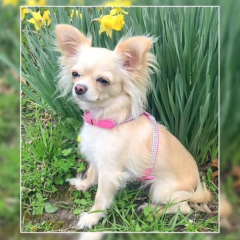 expawlorer dog تسخير جلد حقيقي ناعم مبطنة بالحيوانات الأليفة السترة الحجرية البراقة مع قلادة القلب للقطط ، الوردي in Saudi Arabia
