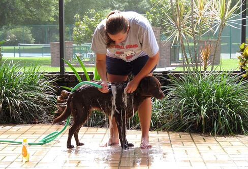 الكلاب الاستمالة المائية المشط والموافقة المسبقة عن علم - شعر طويل (مشط طويل) in Kuwait