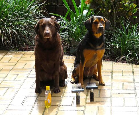 Dog Grooming Aqua Comb and Pic - Long Hair (Long Comb) in Kuwait