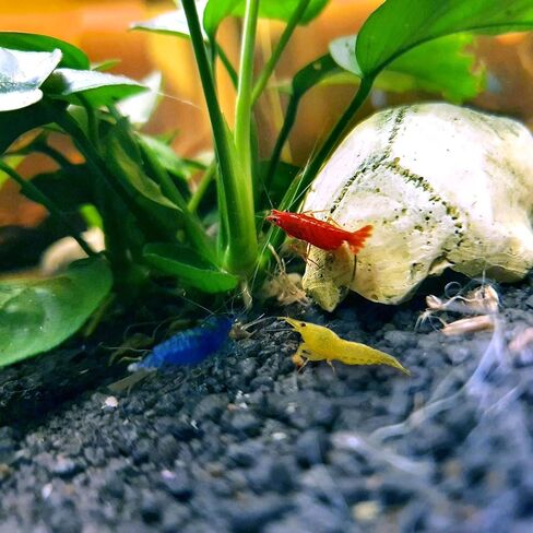 Live Neocaridina Shrimp 3 Colors Mix - Cherry Red Fire, Yellow, Blue Dream Freshwater Shrimp for Aquariums – Vibrant, Algae-Eating, Peaceful, and Hardy Shrimp for Your Freshwater Tank - Pack of 10 in Saudi Arabia